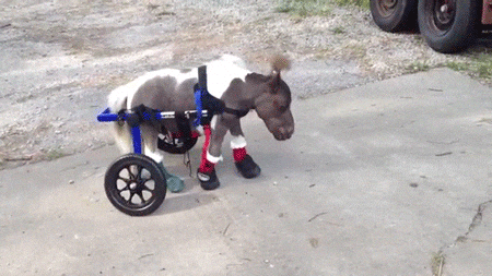 Wheelchair Baby Pommel Horse GIF
