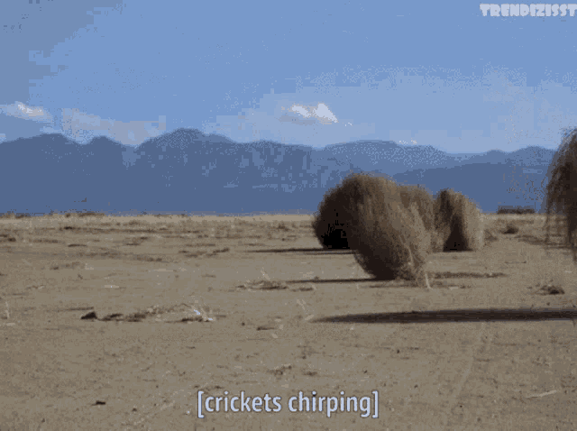 When I Ask A Question And All I Get Are Tumble Weeds And Crickets Gif GIF