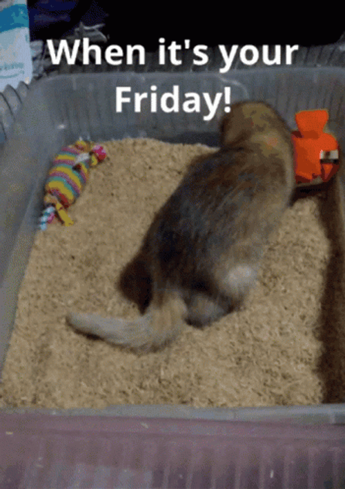 When It's Your Friday Funny Cat GIF