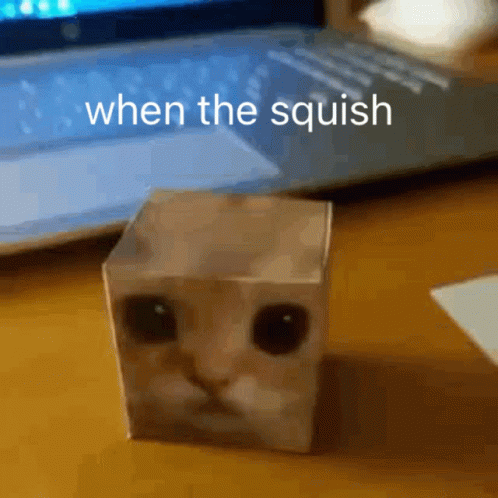 When The Squish Cat In A Box GIF