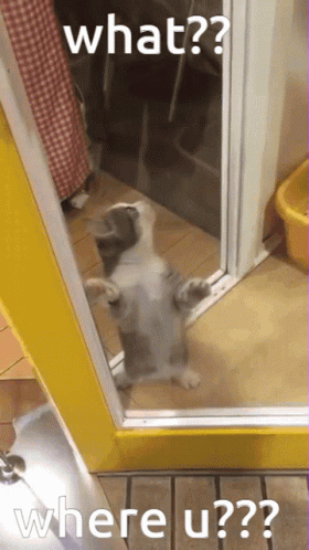Confused Cat Where GIF