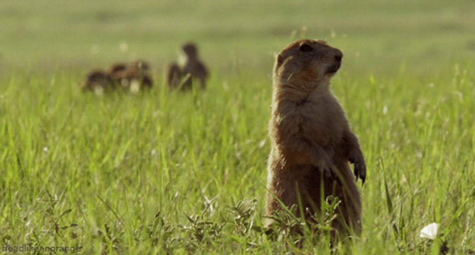 Where Are You Sulawesi Ground Squirrel GIF