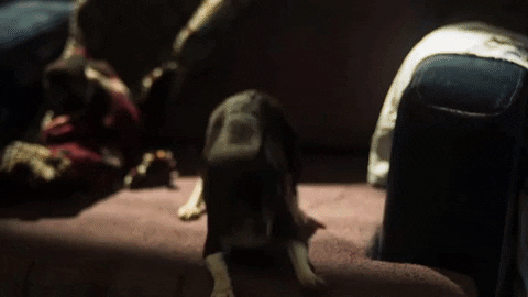 Where Is Everyone Dog Alone In Empty Room GIF