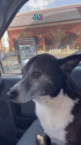 Where's The Beef Bone GIF