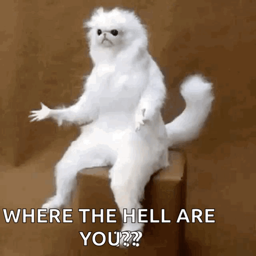 Where You At White Taxidermy Cat GIF
