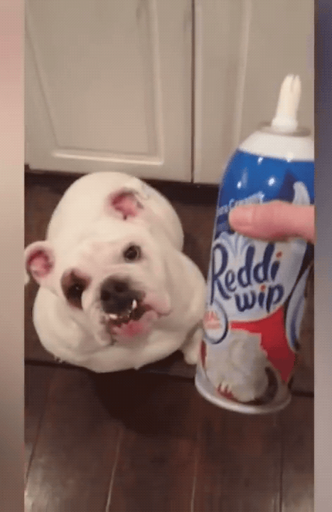 Whipped Cream Dog Catch GIF