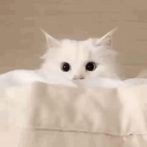 White Aesthetic Cat GIF