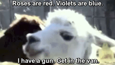 White Alpaca Kidnap Joke GIF