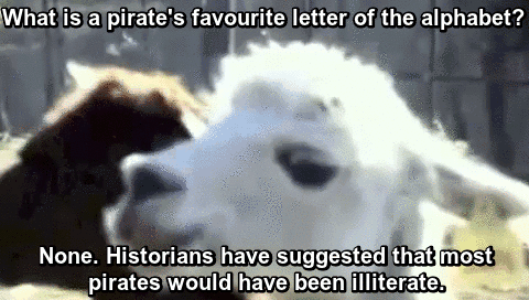 White Alpaca Pirate Joke GIF
