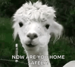 White Alpaca Says Now Are You Home Safely