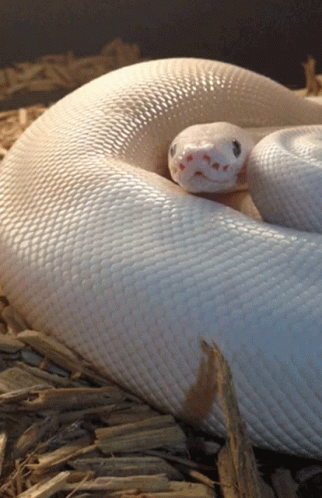 White Anaconda Snake GIF