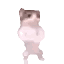 White and Brown Cat Jumping