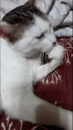 White and Brown Cat Lying on Bed