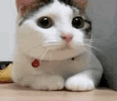 White and Brown Cat Lying on Table