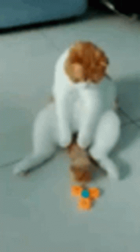 White and Brown Cat Next to Toy Spinner