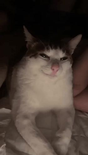 White And Brown Cat Sitting On Bed Looking At Camera GIF