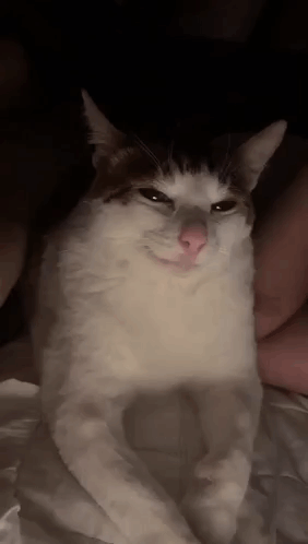White and Brown Cat Sitting on Bed With Person