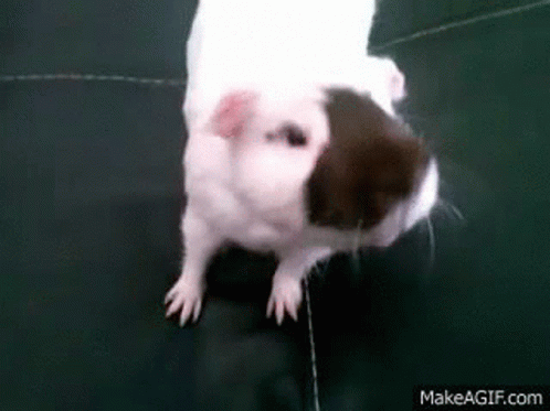 White And Brown Guinea Pig Standing On Black Couch GIF