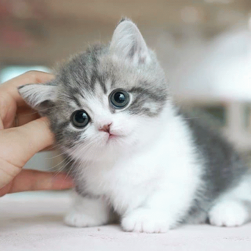 White And Gray Baby Cat GIF