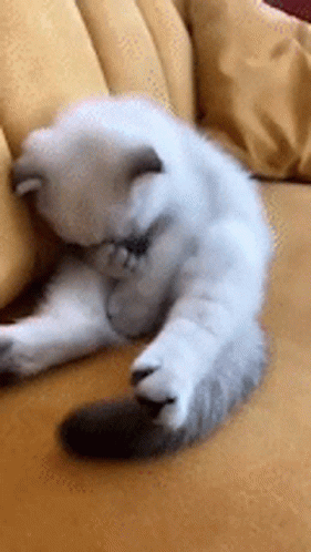White and Gray Cat Cleaning on Yellow Couch