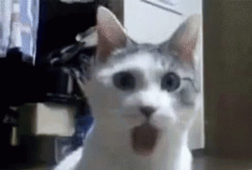 White and Gray Cat Looking at Camera