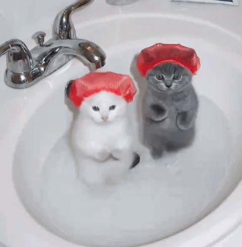 White And Gray Cats In Red Shower Caps In Sink GIF