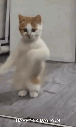 White and Orange Cat Dancing in Front of Mirror