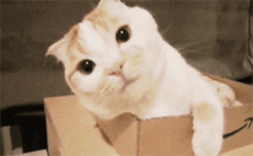 White and Orange Cat Sitting on Cardboard Box