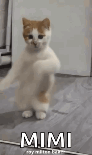 White and Orange Cat Standing on Hind Legs