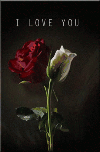 White And Red Love You Roses GIF