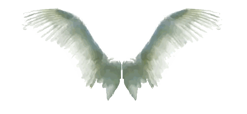 White Angel Wings Spread