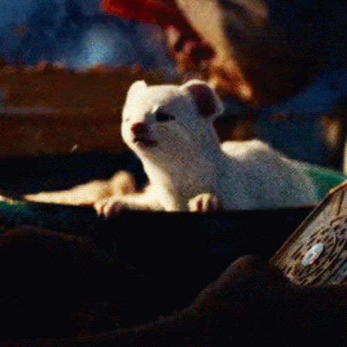 White Animal In Bowl Close Up GIF