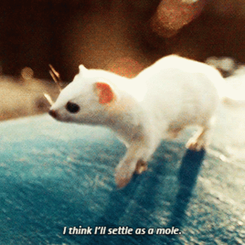 White Animal Saying I Think I'll Settle As A Mole GIF