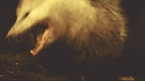 White Animal With Mouth Open Close Up