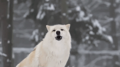 White Arctic Wolf Howling GIF