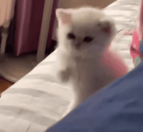 White Baby Cat Being Cute GIF