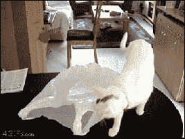 White Big Cat Got Trap In Plastic Bag GIF