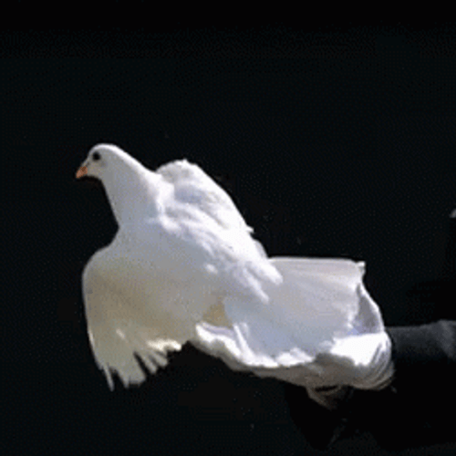 White Bird Flying GIF