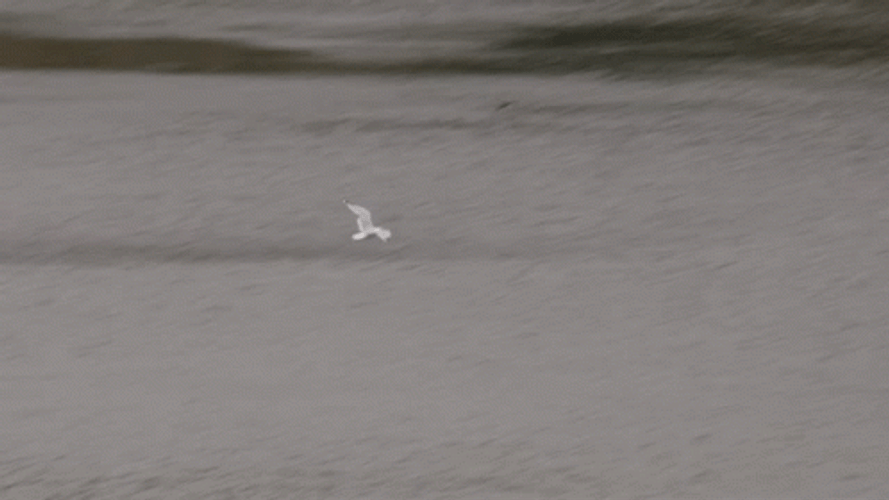 White Bird Flying GIF