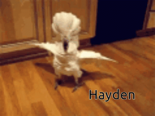 White Bird Standing On Wooden Floor Saying Hayden GIF
