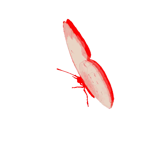 White Butterfly with Red Wings