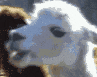 White Camel Slow Blank Stare GIF