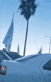 White Car Parked Near Palm Tree Blue Sky