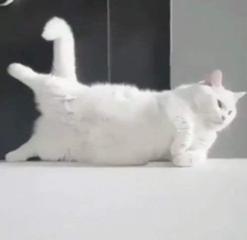 White Cat Acting Sassy GIF