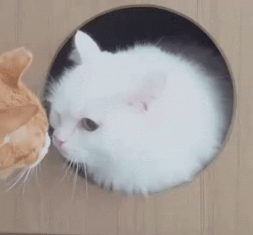 White Cat And Orange Cat Through Hole In Box GIF