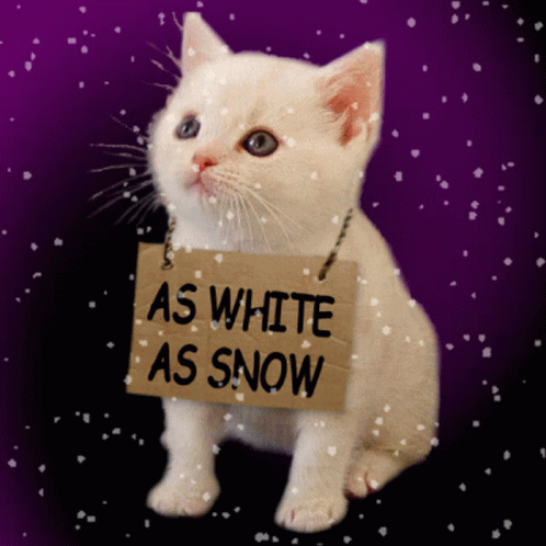 White Cat As White As Snow GIF