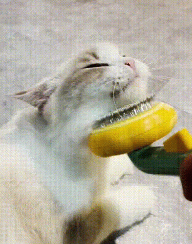 White Cat Being Brushed With Yellow Brush