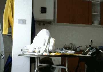 White Cat Being Destructive GIF