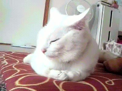 White Cat Being Shy GIF