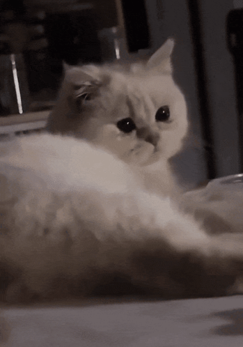 White Cat Black Eyes Laying Looking at Camera